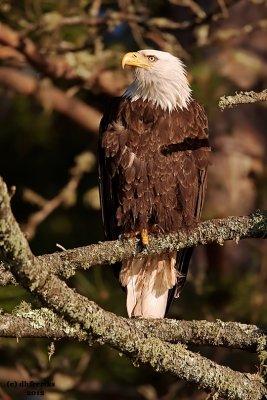 Bald Eagle. Sylvania Wilderness Area. N. Michigan
