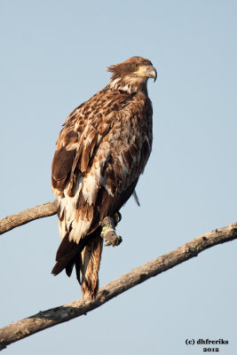 Immature Bald Eagle. Northern WI
