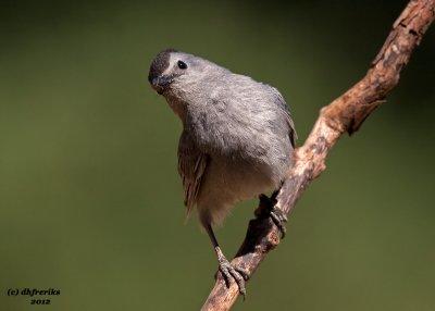 Gray Catbird. Saukville, WI