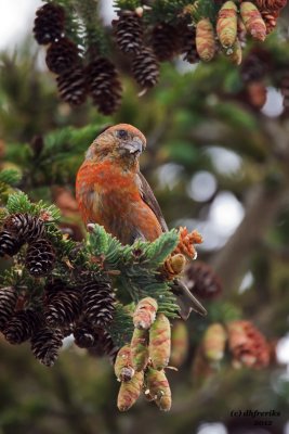 Red Crossbill. Forest Beach Migratory Bird Preserve. WI