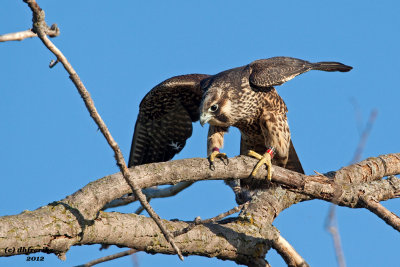 Peregrine Falcon. Horicon Marsh