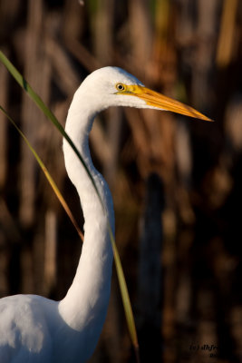 Great Egret. Horicon Marsh