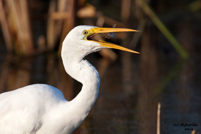 Great Egret. Horicon Marsh