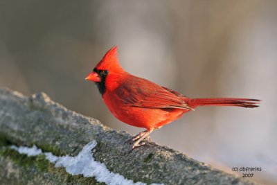 Northern Cardinal. Grant Park, Milwaukee