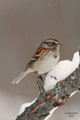  American Tree Sparrow. Newburg,WI