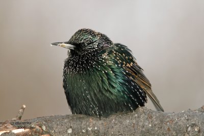 European Starling. Newburg, WI