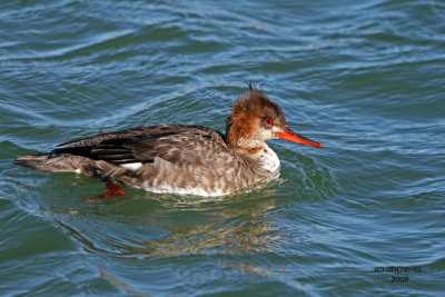 Red-breasted Merganser. Port Washington,WI