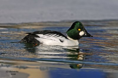 Common Goldeneye. Milwaukee, WI