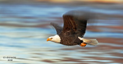 Bald Eagle. Mississippi River, Wisconsin