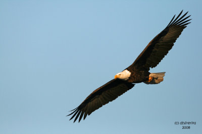 Bald Eagle. Mississippi River, Wisconsin