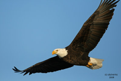 Bald Eagle. Mississippi River, Wisconsin