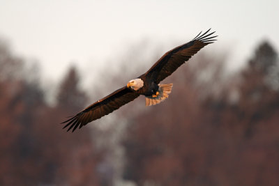 Bald Eagle. Mississippi River, Wisconsin