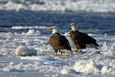 Bald Eagles. Mississippi River, Wisconsin