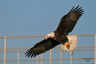 Bald Eagle. Mississippi River, Wisconsin