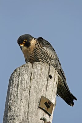 Peregrine Falcon. South Shore Yacht Club, Milw