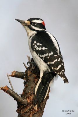 Hairy Woodpecker. Newburg, WI