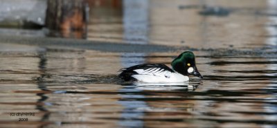 Common Goldeneye, Milwaukee, WI