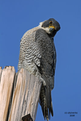 Peregrine Falcon. South Shore Yacht Club, Milw