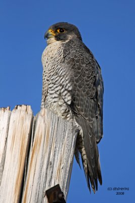 Peregrine Falcon. South Shore Yacht Club, Milw