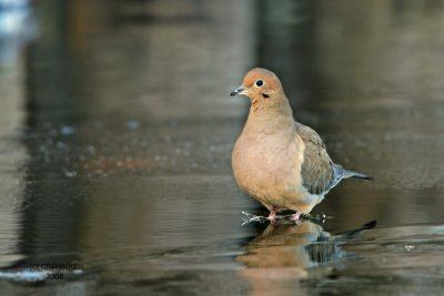 Mourning Dove. South Shore Yacht Club, Milw