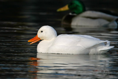 Mallard X. South Shore Yacht Club, Milw.