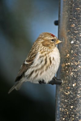 Common Redpoll. Newburg, WI