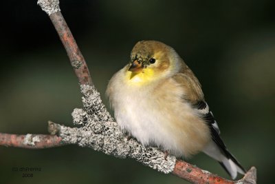 American Goldfinch. Newburg, WI