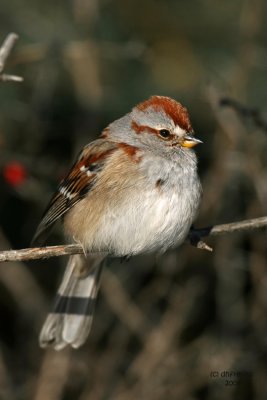 American Tree Sparrow. Newburg, WI