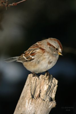 Tree Sparrow. Newburg, WI