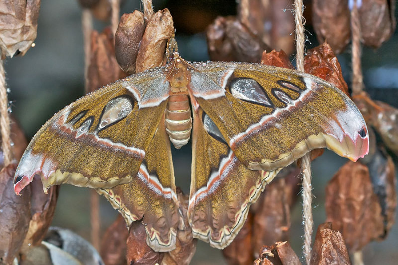 Papillon cobra - Cobra moth - Attacus atlas