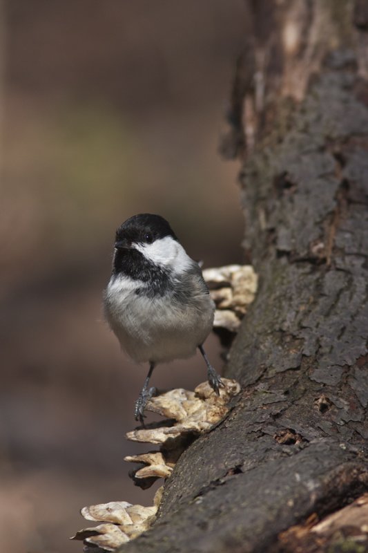 Msange  tte noire - Black-capped Chickadee (Parus atricapillus)