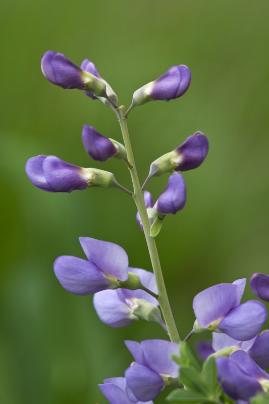 Faux indigo - Baptisia australis