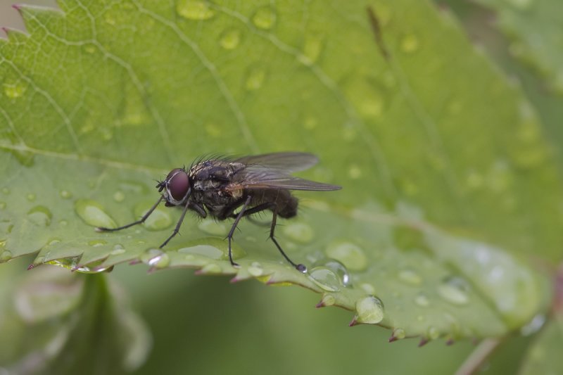 Mouche domestique - House fly