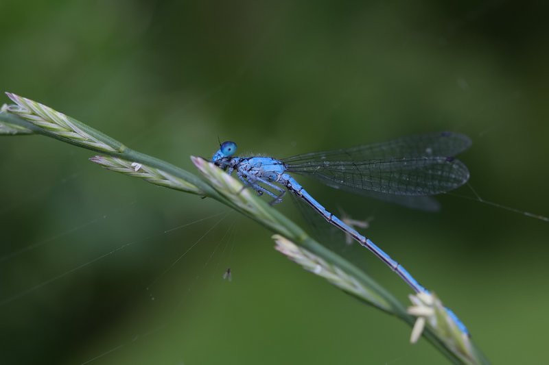 Demoiselle bleue