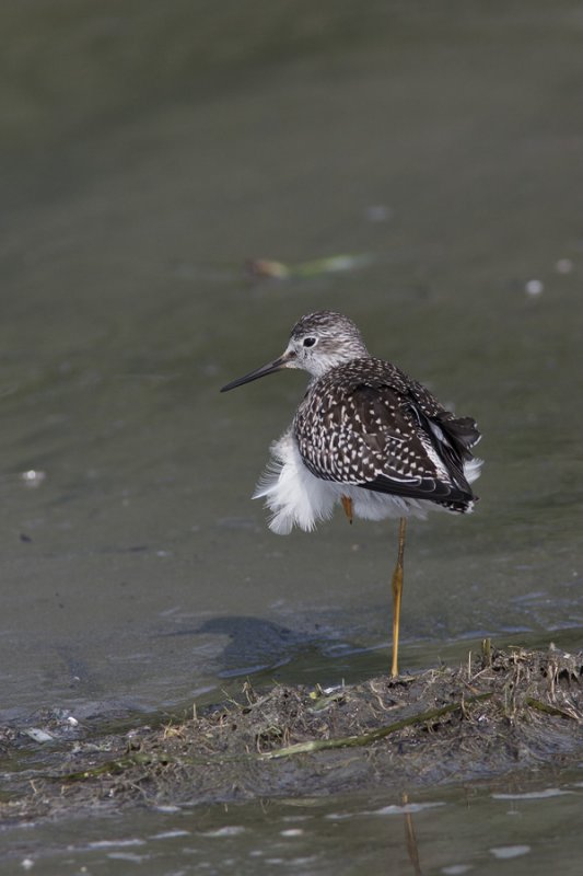 Petit Chevalier / Lesser Yellowlegs (Tringa flavipes)