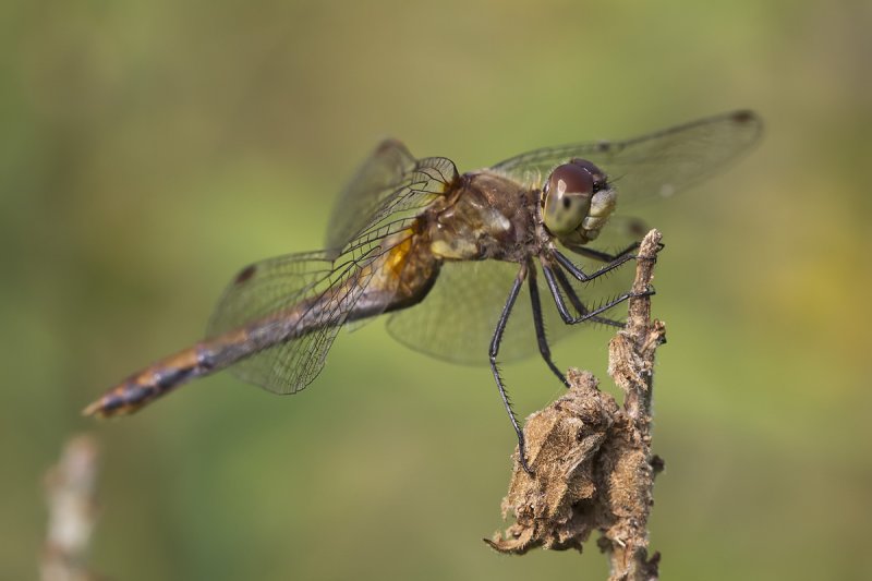 Symptrum  dos roux / Ruby Meadowhawk female (Sympetrum rubicundulum)