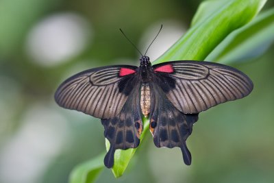 Papilio lowi - Asian Swallowtail