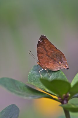 Doleschalia bisaltide - Autumn Leaf Butterfly