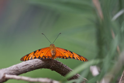 Agraulis vanillae - Gulf Fritillary Butterfly
