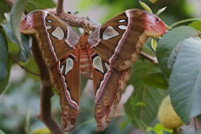 Papillon cobra - Cobra moth - Attacus atlas