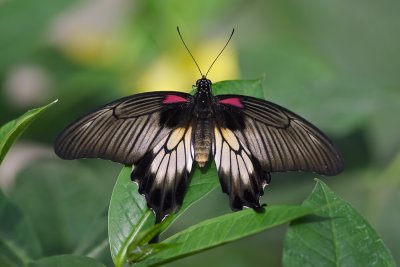 Papilio lowi - Asian Swallowtail