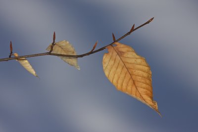 Htre  grandes feuilles - American beech - Fagus grandifolia