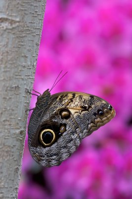 Papillon-chouette - Owl butterfly - Caligo eurilochus