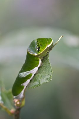 Porte-queue carlate (chenille) - Papilio rumanzovia