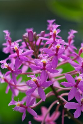 Petites fleurs d'orchide