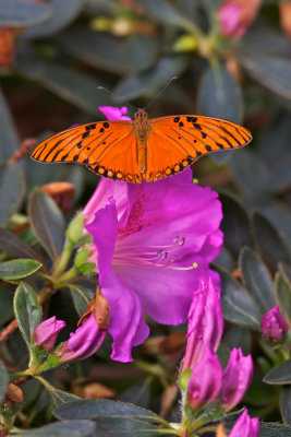 Papillons en libert 2011