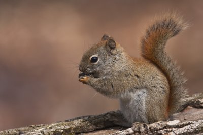 cureuil roux - Red Squirrel