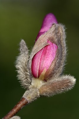 Magnolia (bourgeon floral)