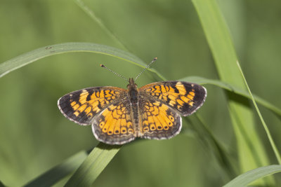 Croissant nordique (femelle) - Phyciodes cocyta