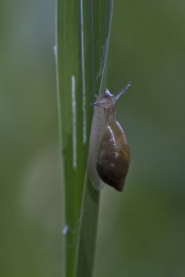 Escargot - Snail